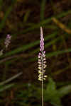 Swamp milkwort